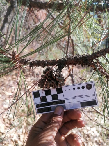 Pinus lawsonii, photograph 6