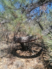 Pinus lawsonii