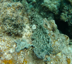 Dictyonella funicularis