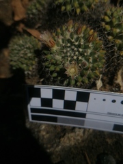 Mammillaria karwinskiana