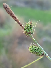 Carex serratodens