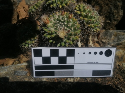Mammillaria karwinskiana