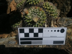 Mammillaria karwinskiana