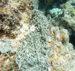 Dictyonella funicularis