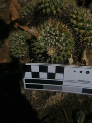 Mammillaria karwinskiana