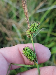 Carex serratodens