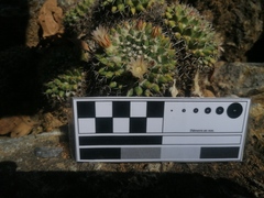 Mammillaria karwinskiana