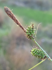 Carex serratodens