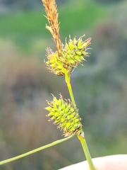 Carex serratodens