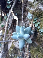 Pachyphytum compactum