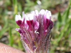 Trifolium dichotomum
