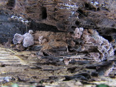 Pseudallescheria boydii