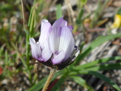 Astragalus breweri