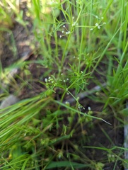 Apiastrum angustifolium