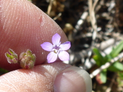 Gilia clivorum