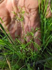Apiastrum angustifolium