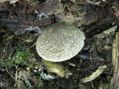 Tricholoma squarrulosum