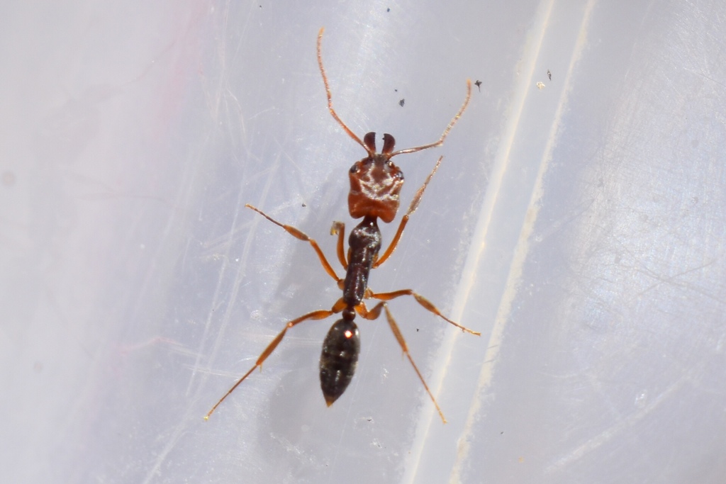 Rough-node Trap-jaw Ant
