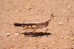 Pycnostictus seriatus