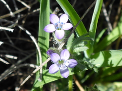 Gilia clivorum