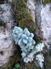 Sedum mocinianum