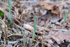 Carex polymorpha