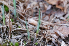 Carex polymorpha