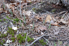 Carex polymorpha
