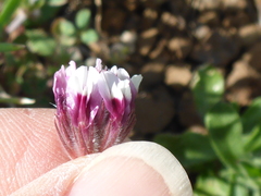 Trifolium dichotomum