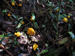 Hymenogloea papyracea