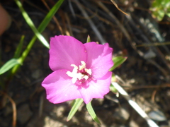 Clarkia gracilis gracilis