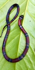 Erythrolamprus bizona