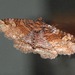 Hazel Zale Moth - Photo (c) kha, some rights reserved (CC BY-NC), uploaded by kha