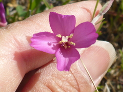 Clarkia gracilis gracilis