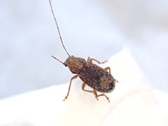 Arecopais spectabilis