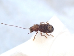 Arecopais spectabilis