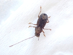 Arecopais spectabilis