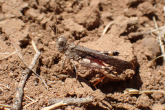 Pycnostictus seriatus