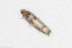 Pseudexentera knudsoni