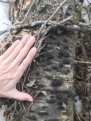 Jackrogersella cohaerens