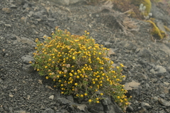 Helichrysum parvifolium