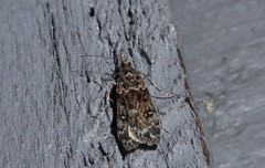 Eudonia philerga