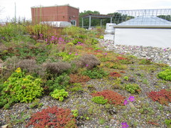 Phemeranthus calycinus