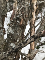 Jackrogersella cohaerens