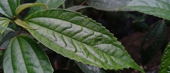 Oreocnide