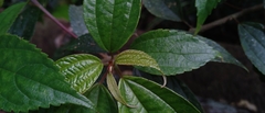 Oreocnide