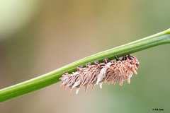 Byasa polyeuctes