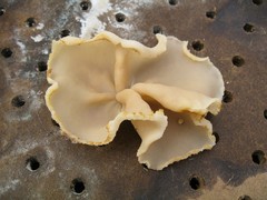 Peziza domiciliana