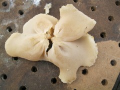 Peziza domiciliana