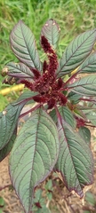 Amaranthus caudatus